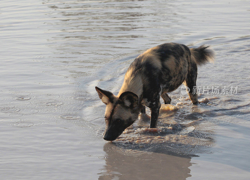 非洲彩绘猎犬(Lycaon pictus)狩猎后饮酒;博茨瓦纳